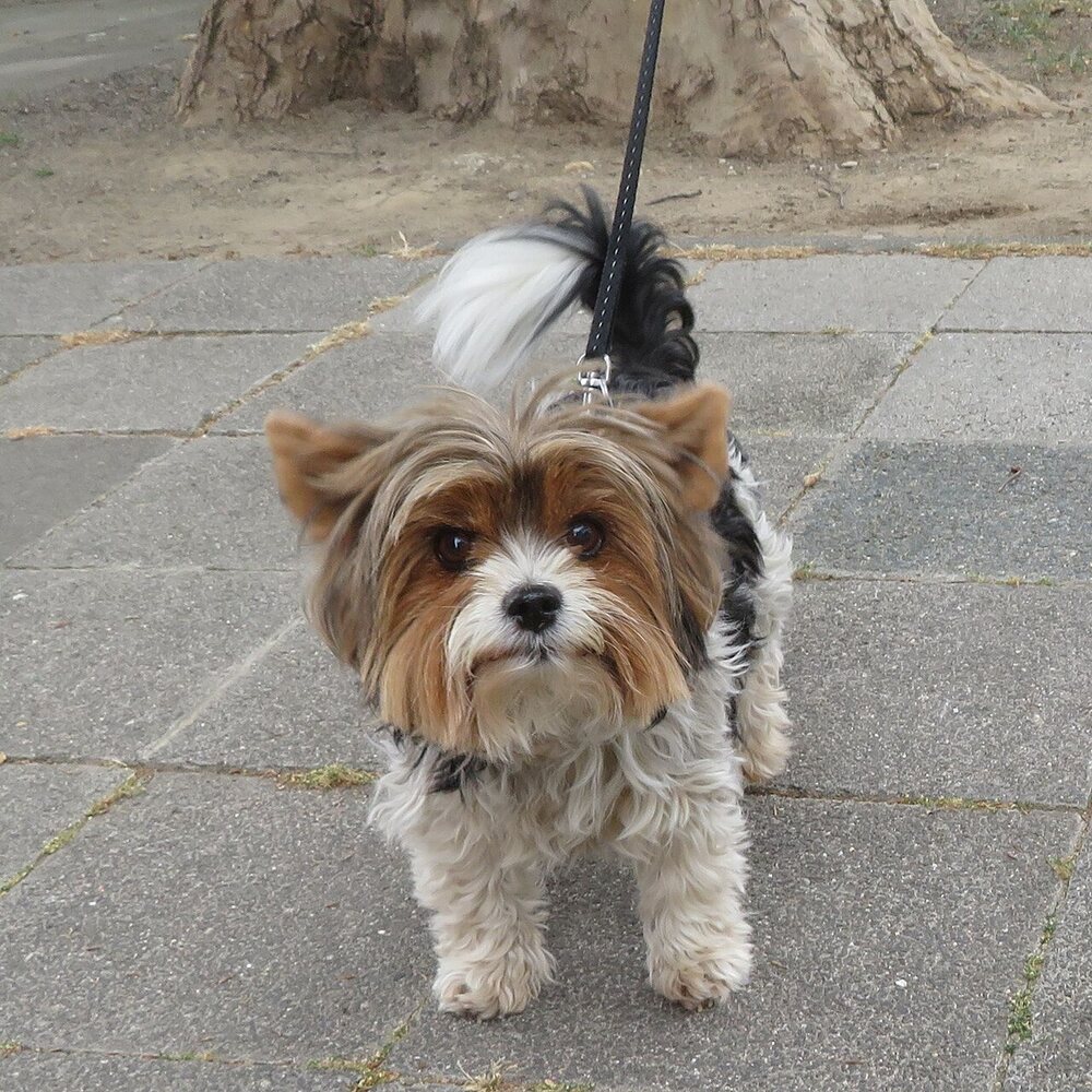 Biewer Terrier with a white, black and tan coat