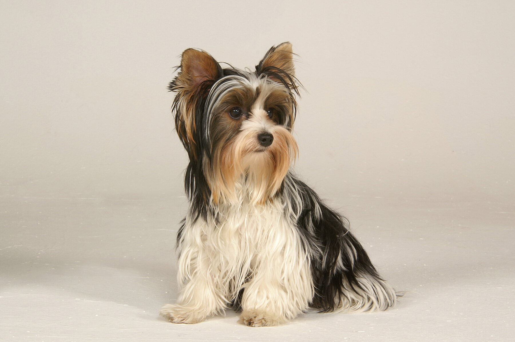 biewer terrier hero
