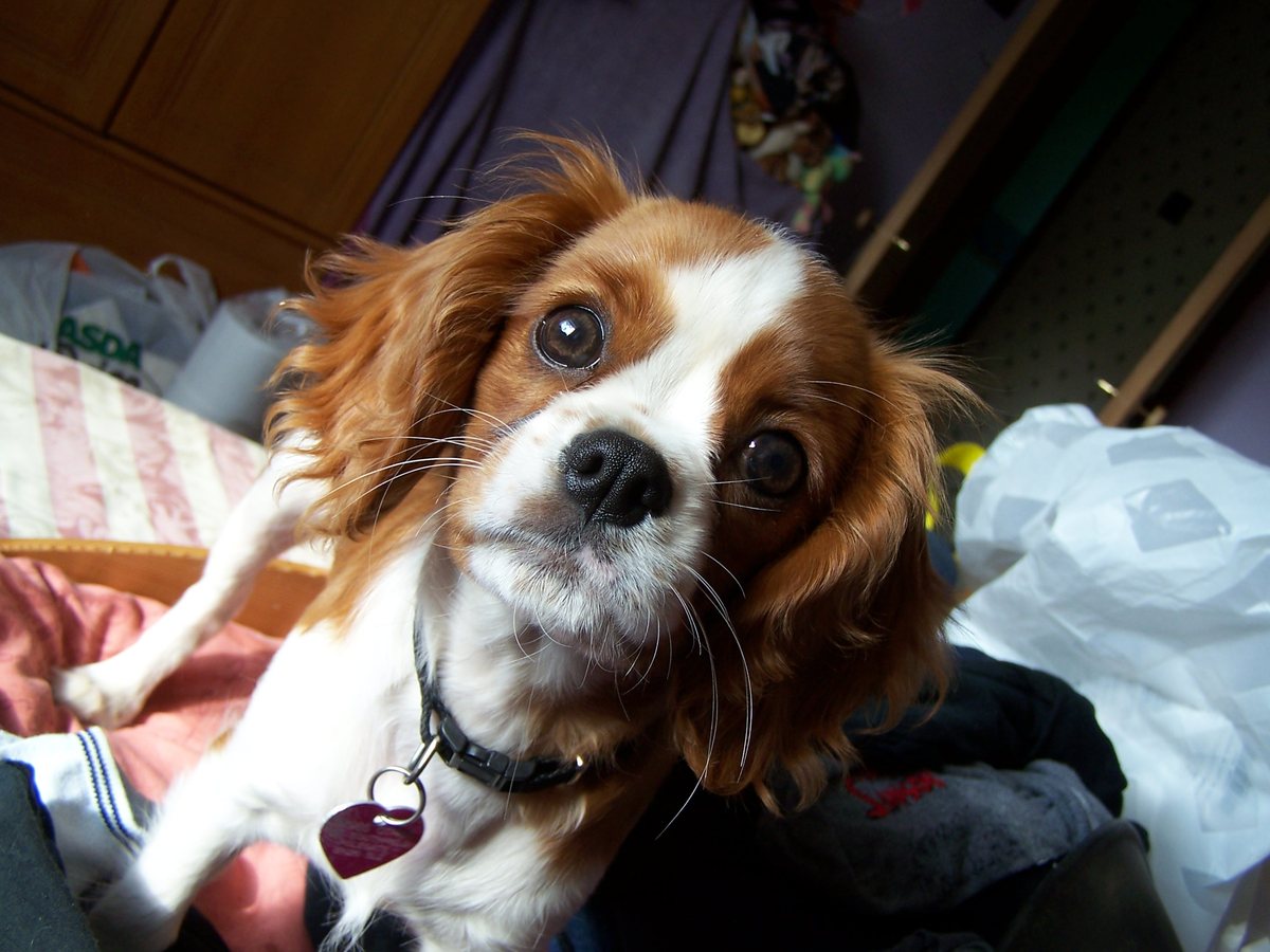 Blenheim Cavalier King Charles Spaniel companion dog