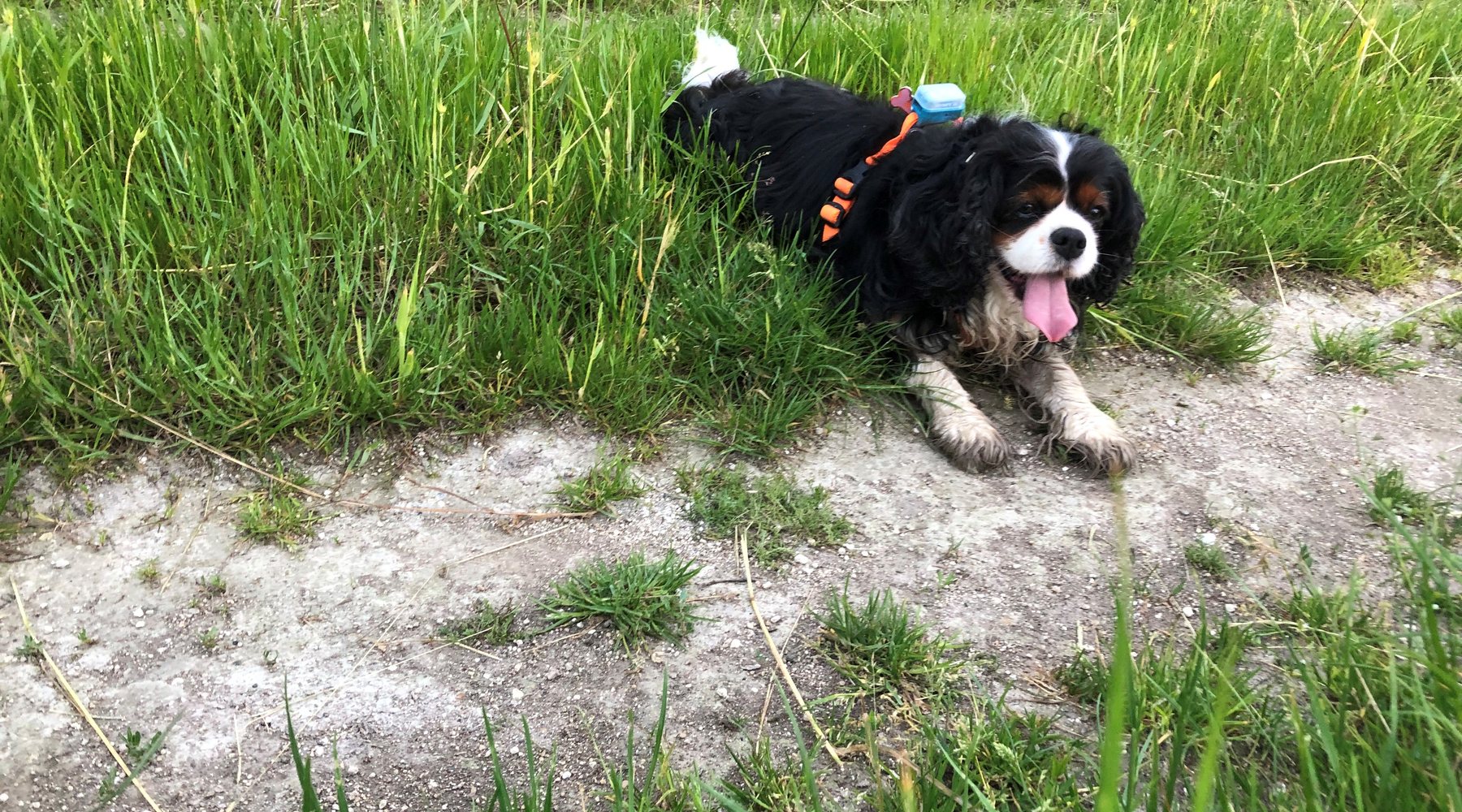 cavalier king charles spaniel hero