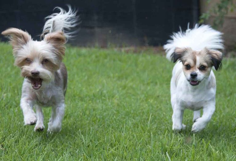 Adopt A Small Dog 10 Amazingly Adorable Dogs - Little Doggy Rescue