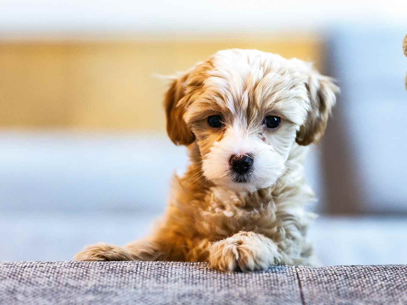 Adopt A Small Dog 10 Amazingly Adorable Dogs - Little Doggy Rescue