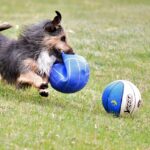 happy small dog running and playing on the grass with two big balls.