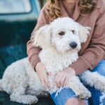 small dog happily cuddled next to a woman on the back of a pickup truck, as they enjoy each others company in new adventures