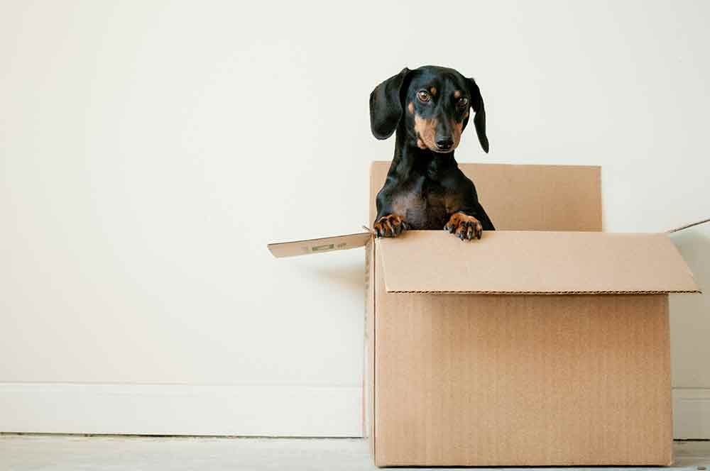 A small dog sitting in a moving box as owners pack to emigrate. Where Love Finds a Home, Even When Miles Apart.