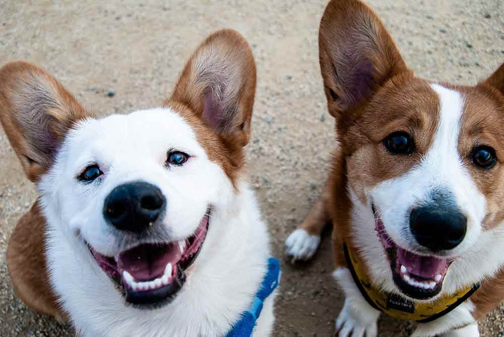 The image promotes the benefits of rehoming small dogs from their owners' homes, rather than sending them to shelters. The dogs look cheerful and friendly. Adopt a small dog.
