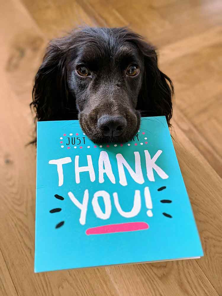 A small black dog holding a thank you card in his mouth, expressing his gratitude to his new family for adopting him from Little Doggy Rescue. Adopt a small dog.