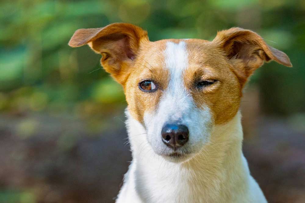 Adopt a Jack Russell Terrier