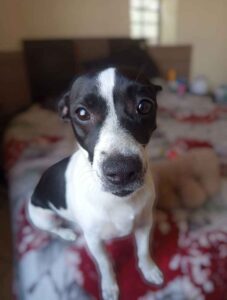 1 year old female Jack Russell mix