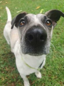 jack russell female