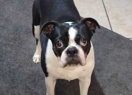 Cooper male Boston Terrier
