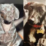 Two small dogs adopted and rehomed to happy new owners