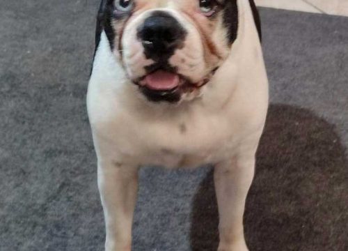 Diesel-male-Boston-Terrier-(16)