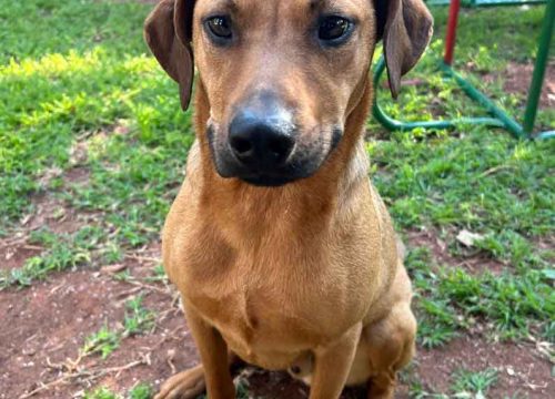 Dingo-mixed-breed-male-(2)