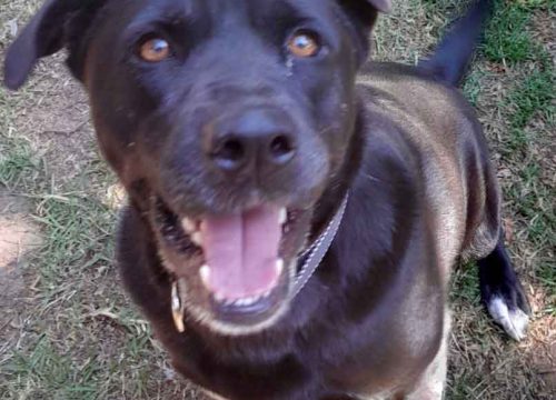 Jellybean female Lab-Chowski