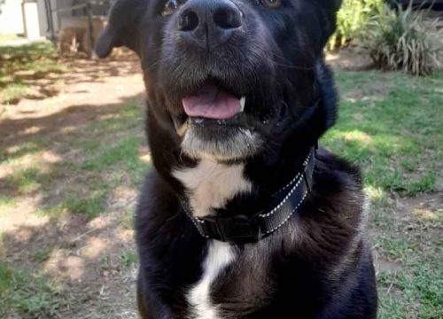 Jellytot Female Lab-Chowski