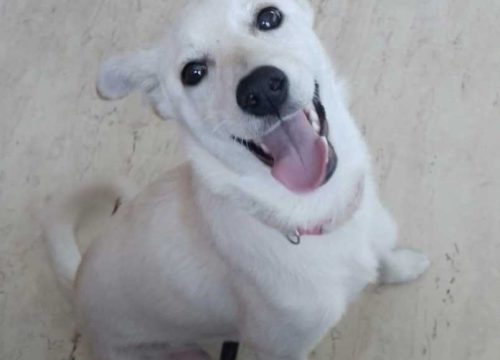 female jack russell puppy