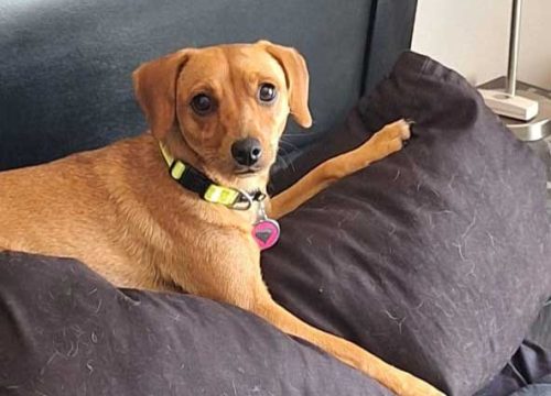 female dachshund puppy mix