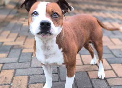 Milo-Red-and-White-Staffy-(5)