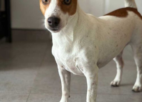 Jack Russell Female