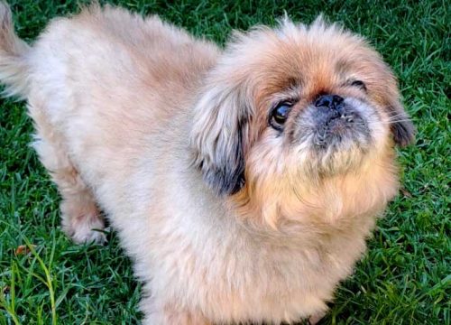 senior Pekingese male