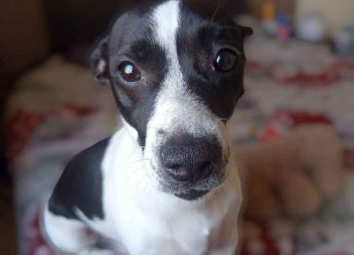1 year old female Jack Russell mix