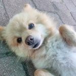 Zack Toy Pom dog already adopted