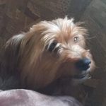 Trompie Yorkie cross dog already adopted