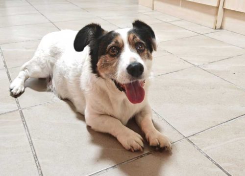 Cojack - male Corgi Jack Russell Mix