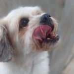 small dog licking his lips as he excitedly gets a treat from his newly adopted family