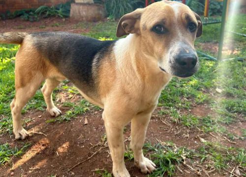 Jack Russell Beagle Mix
