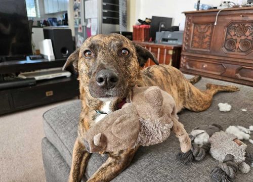 zoey-female-africanus